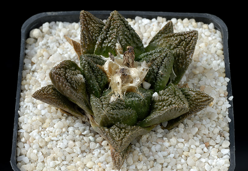 Ariocarpus fissuratus v. Hintonii D. 6 € 68.00.jpg